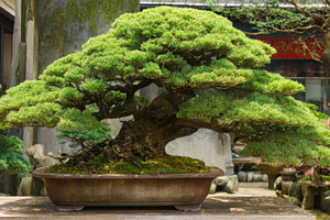 Bonsai tree in a garden setting, a Photo by Pavel_design