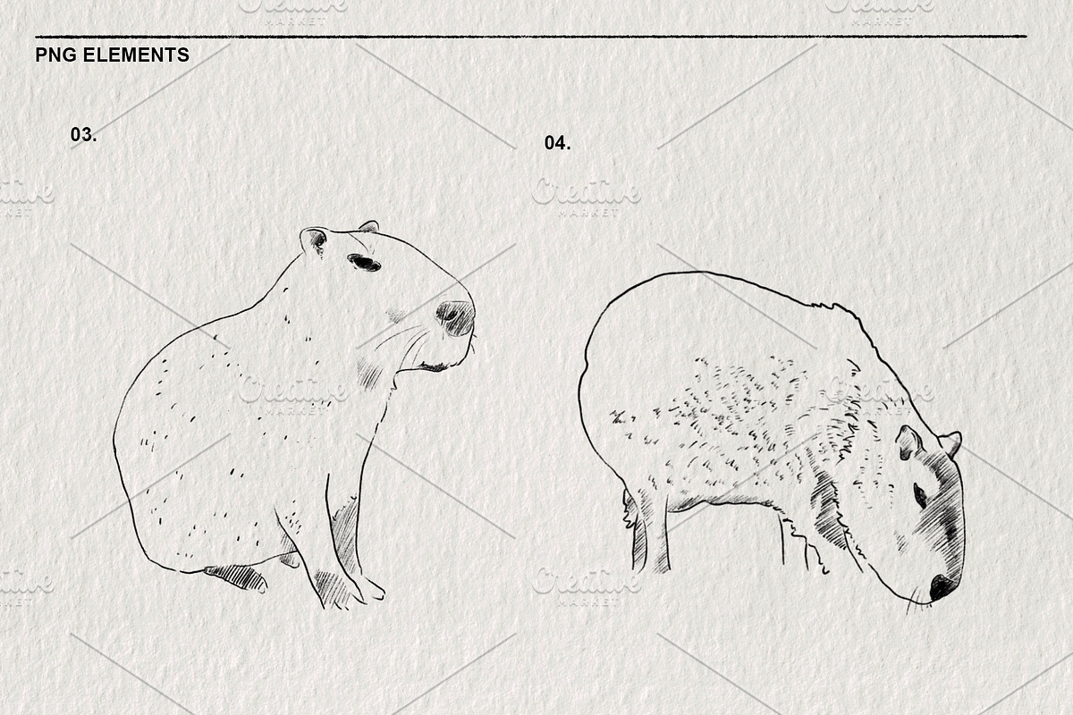 Sketches of capybara animals in PNG, an Animal Illustration by LOKSKIH (Photo 4 of 4)