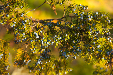 Juniper branch detail with berries