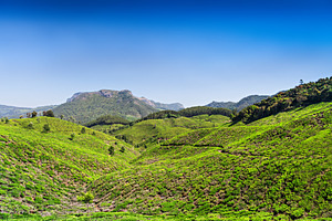 Tea plantation in Munnar, a Photo by saiko3p