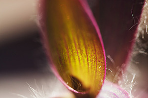 Macro shot of a purple Tradescantia pallida leaf bud. Close-up of the plant's v, a Photo by Rohan Photography