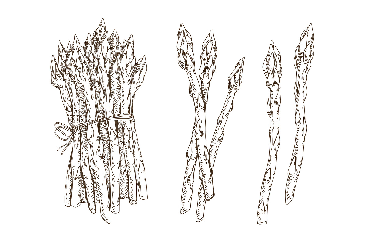 Hand drawn monochrome asparagus set, a Food Illustration by Good Studio (Photo 2 of 3)