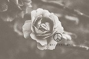 peace sign / boho bundle, an Animal Illustration by KruthDesign (Thumbnail 6 of 6)