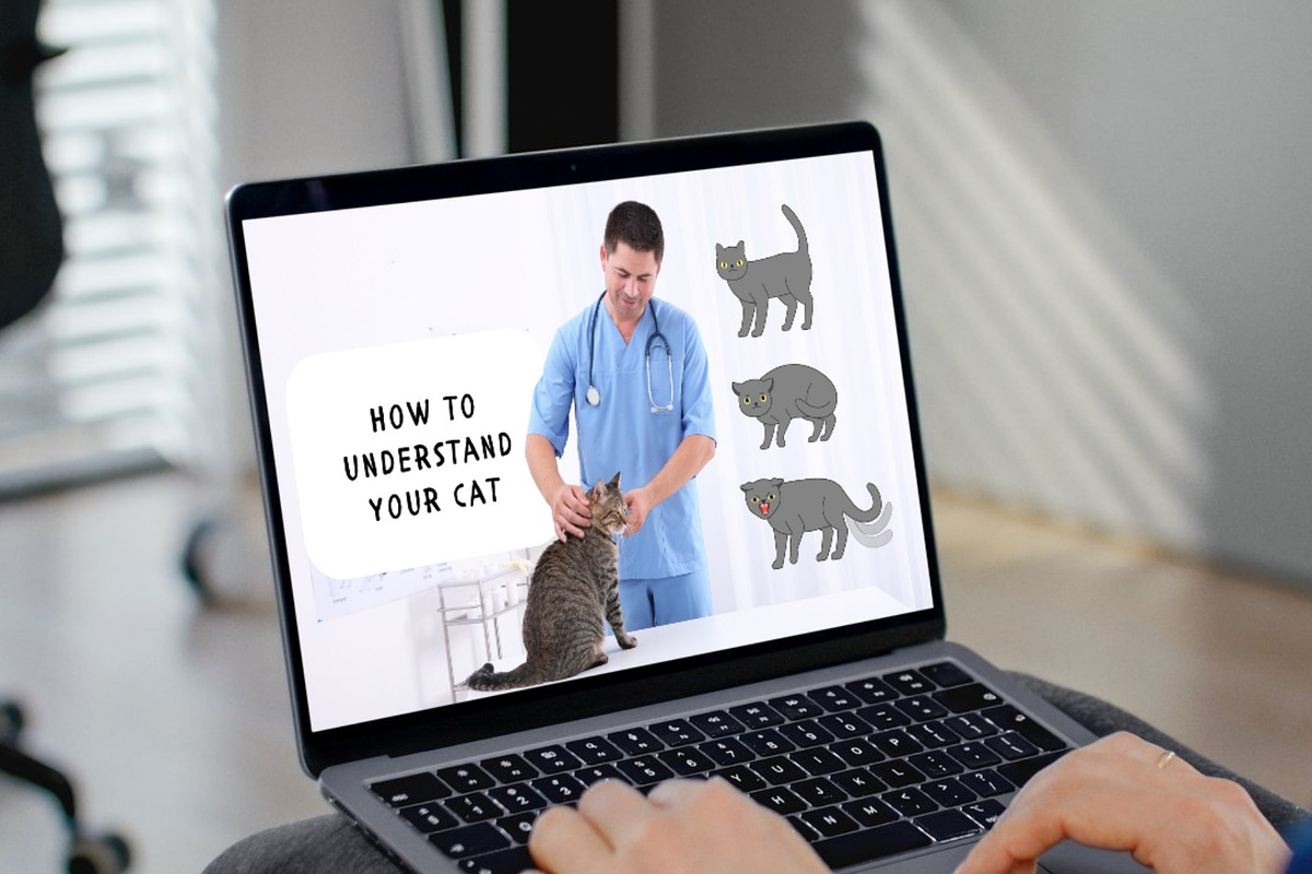 Cat Emotions & Body Language Clipart, an Animal Illustration by Kristina Chistiakova (Photo 4 of 4)