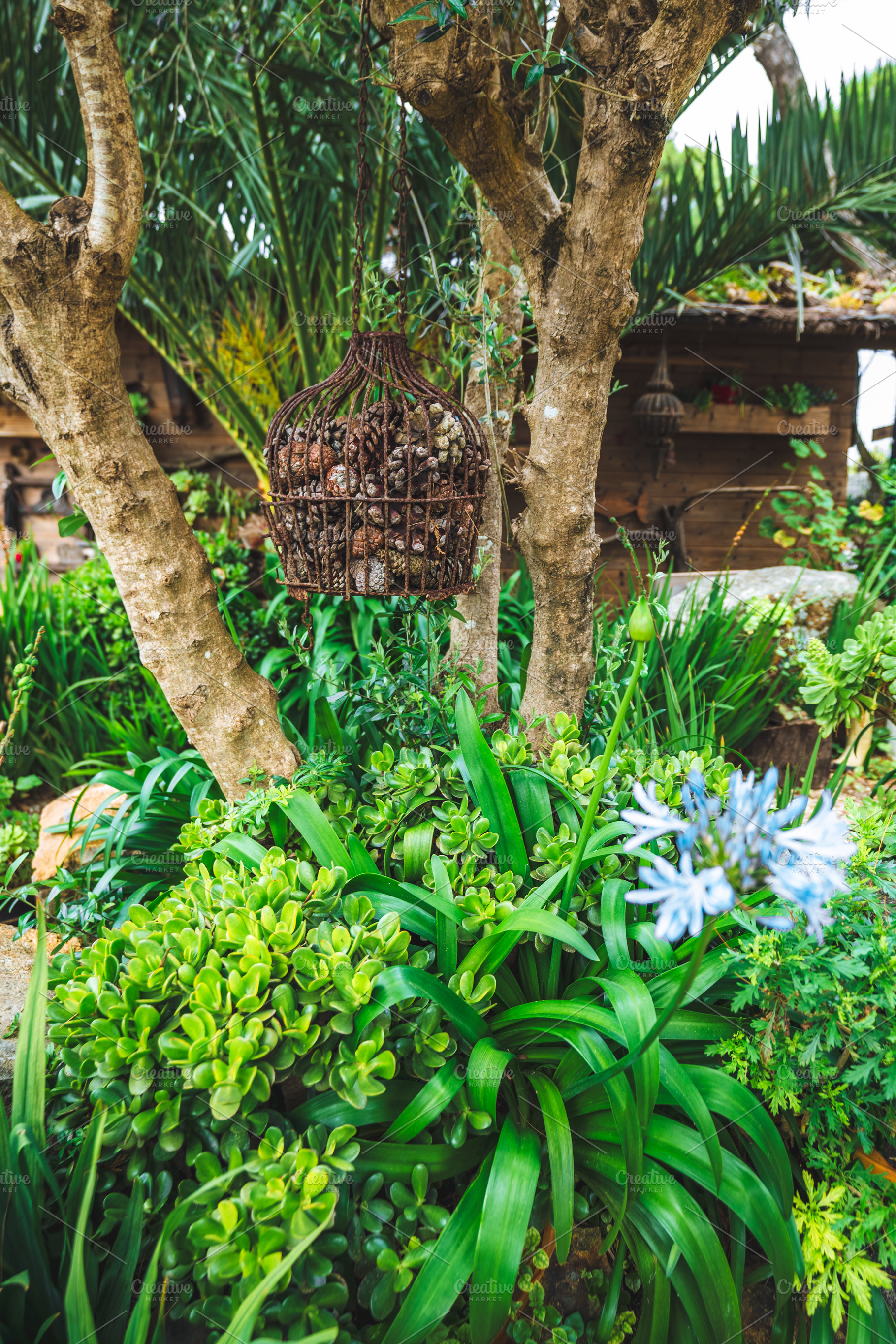 Hanging basket in lush garden, a Nature Photo by SkyNext