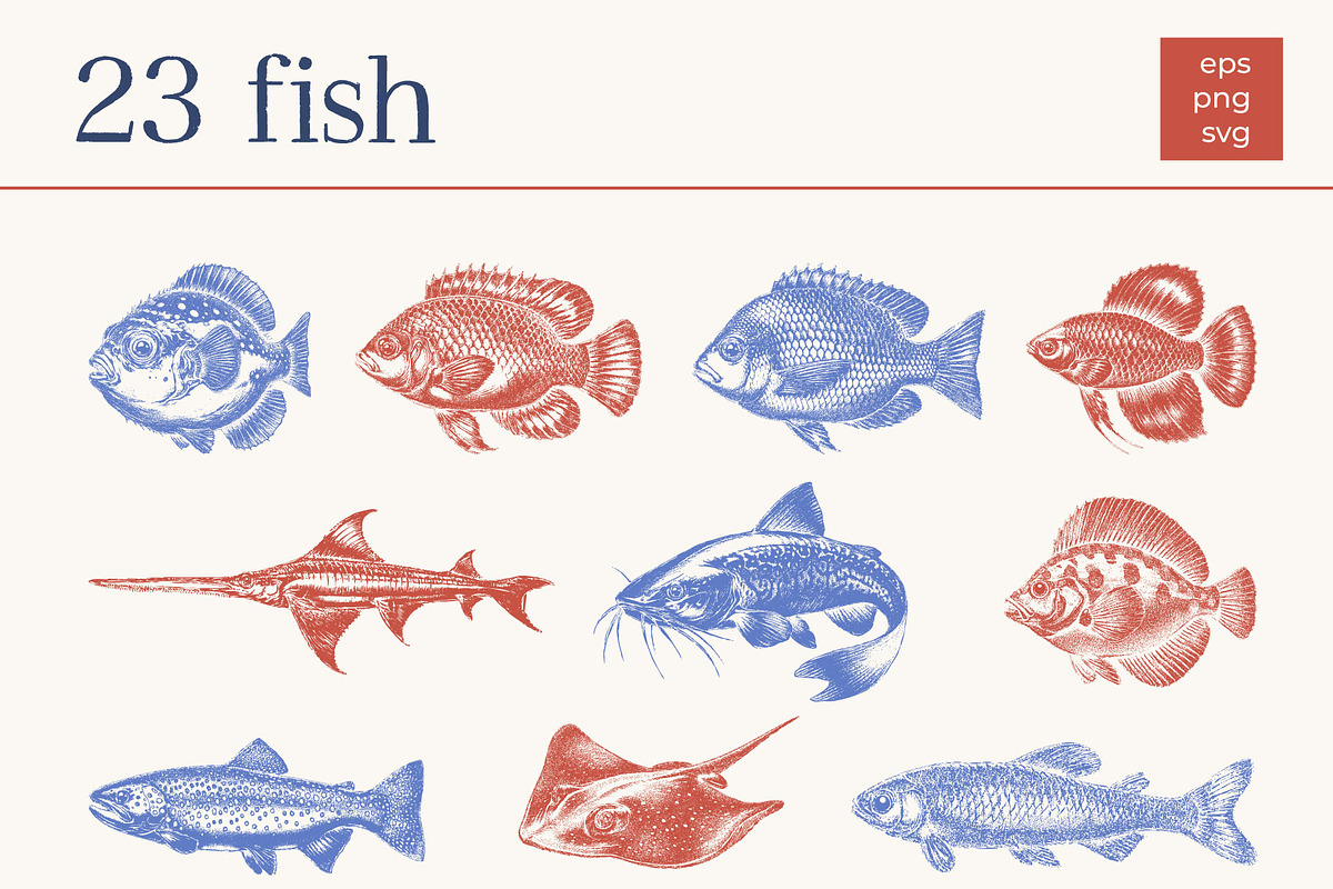 Undersea World - vector &png, an Animal Illustration by Anatartan Design (Photo 3 of 13)