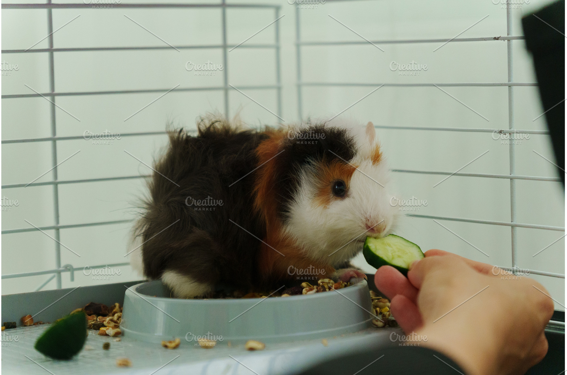 Guinea pig peeks out of its cozy, an Animal Photo by darksoul72