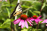 Summer Garden Collection, a Photo by Paper City Design (Thumbnail 2 of 21)