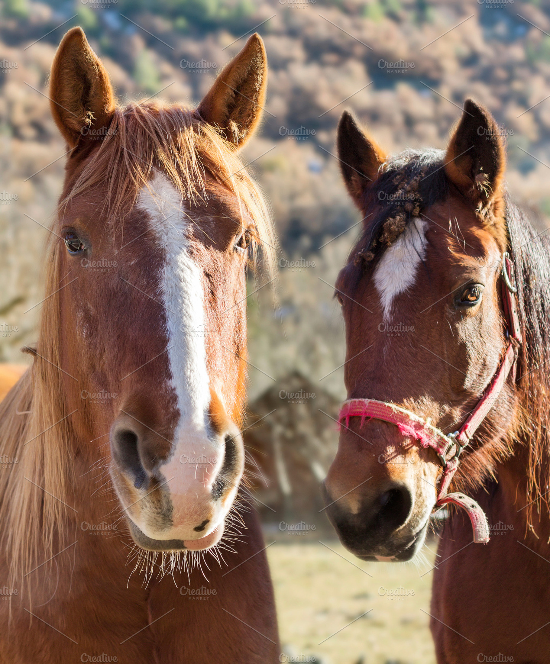 Two horses stock photo containing horse and farm, an Animal Photo by JCB Photogr@phics