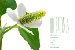 Houttuynia. PhotoSet