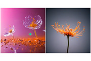 Nature Background Microcosm Flower, a Background Graphic by IrySha (Thumbnail 3 of 6)