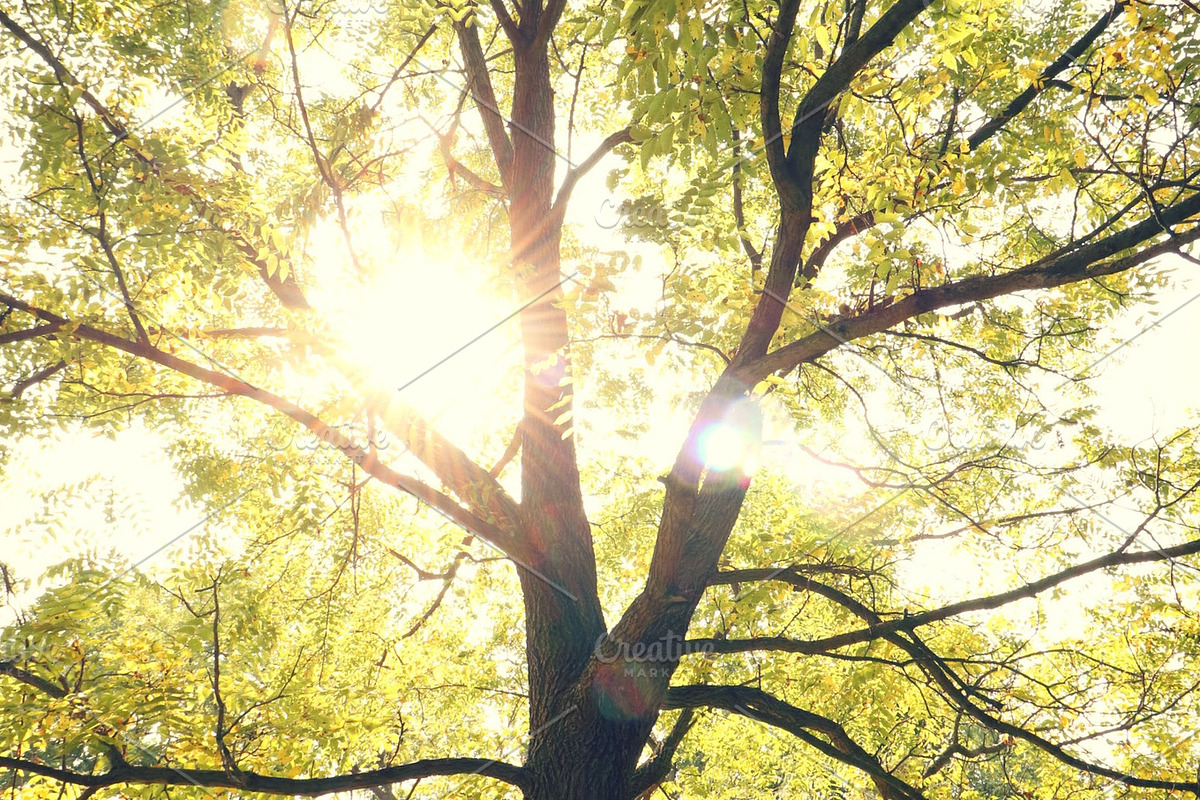 Walnut tree featuring tree, branches, and veins, an Abstract Photo by The Free Creatives (Photo 1 of 2)