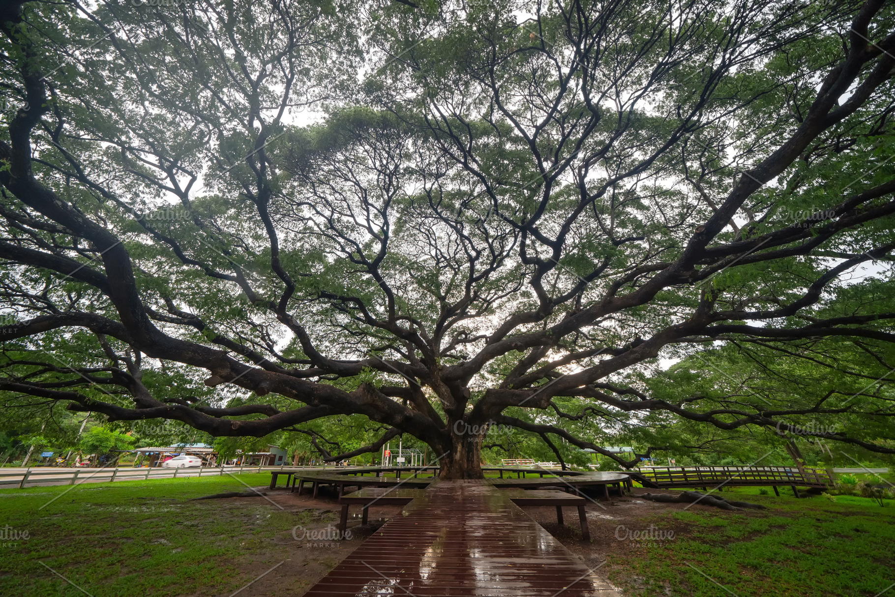 Giant green Samanea saman tree with, a Background Photo by Tampatra ...