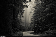 50 Monochromatic Presets for Ps - Lr, a Preset Add-On by ShinyPixel (Thumbnail 16 of 17)
