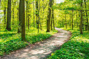 Green forest with spring trees, a Nature Photo by Vapi