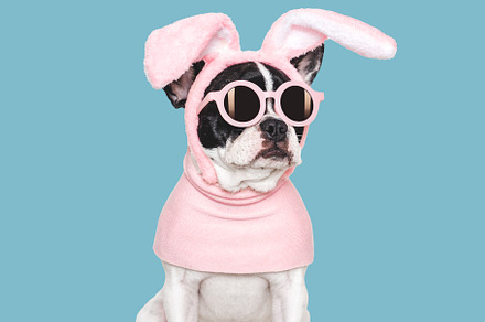 Lovable, pretty puppy and bunny ears. Close-up