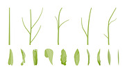 Vector object brushes. Calendula, a Brush Add-On by Peolla (Thumbnail 4 of 16)