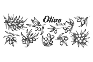 Assortment Different Olive Branch