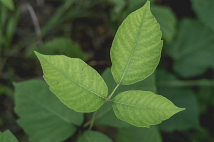 Poison Ivy Closeup