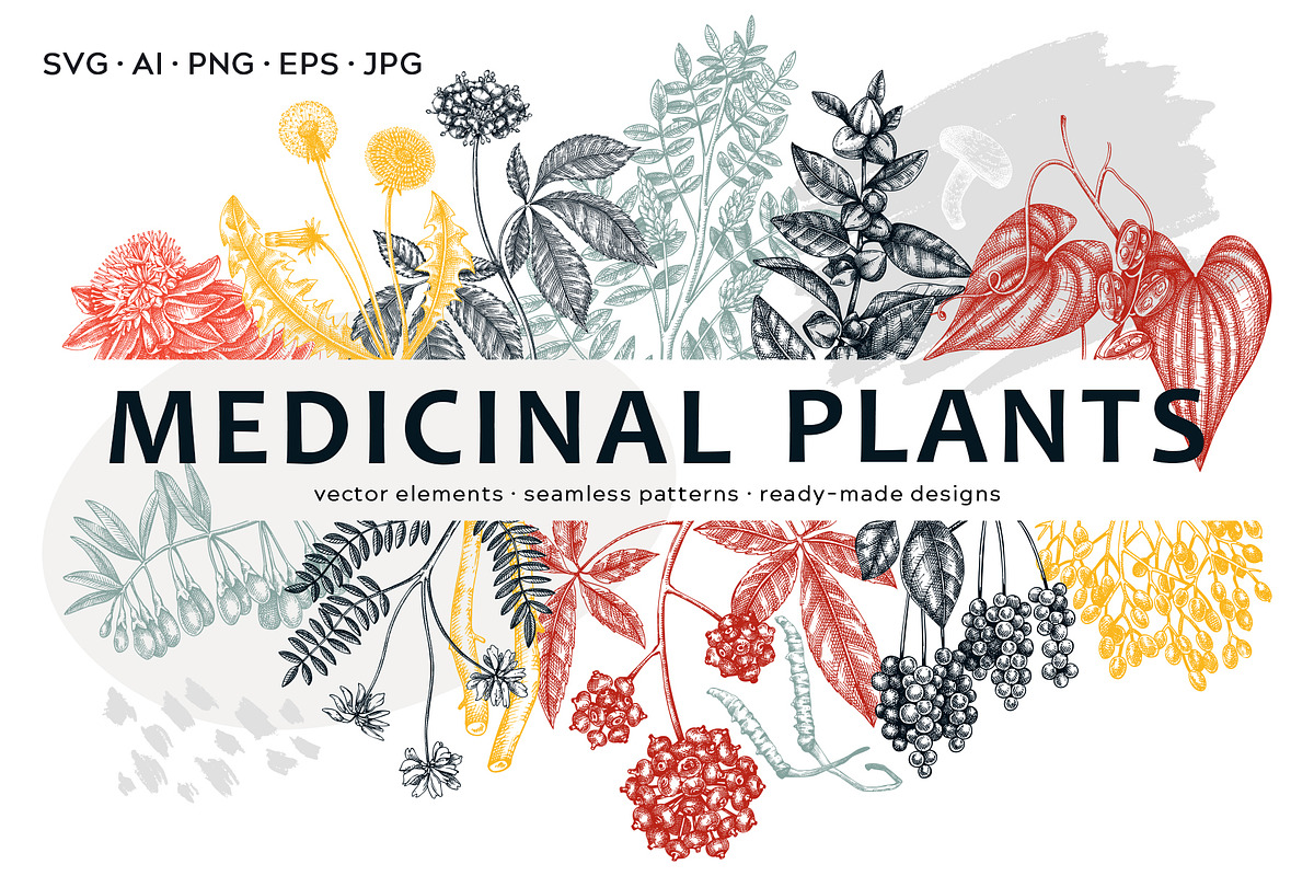 Adaptogenic & Medicinal Plants Set, a Healthcare Illustration by Yevheniia (Photo 1 of 9)