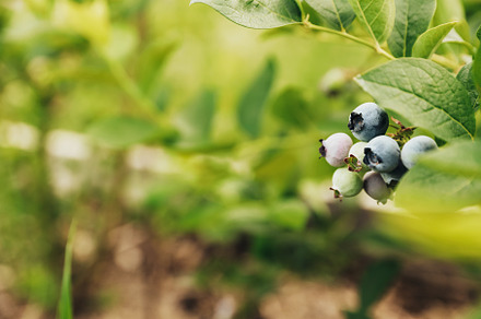 Fresh green blueberry at bush branch or shrub at garden or fruit farm field, a Food & Drink Photo by Lenor4ik