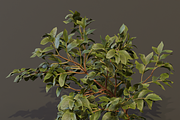The Elderberry Bush, a Plants & Tree 3D Model by FuturePastCreatives (Thumbnail 3 of 9)