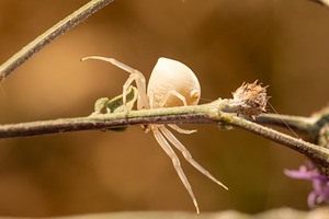 Close-up macro shot of a white crab spider resting on a green pl, a Nature Photo by Ales Munt