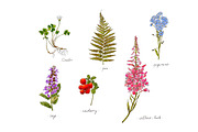 Herbs and flowers botanical set, an Object Illustration by Schumacher Shop (Thumbnail 2 of 5)