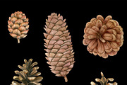 Watercolor pine cones clipart set, an Illustration by svetodesign (Thumbnail 3 of 9)