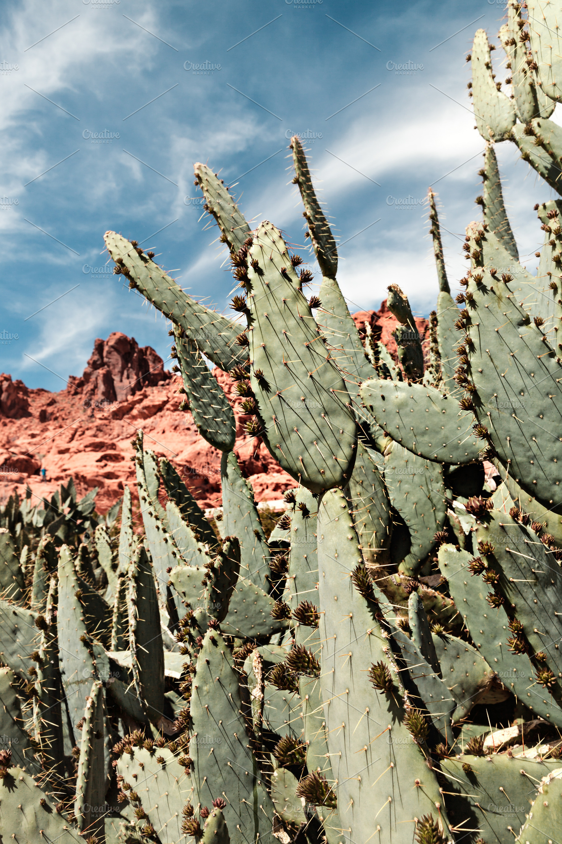 Desert Landscape With Cactus, a Nature Photo by PhotographerJen