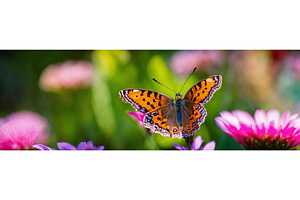 A Butterfly Collects Pollen On