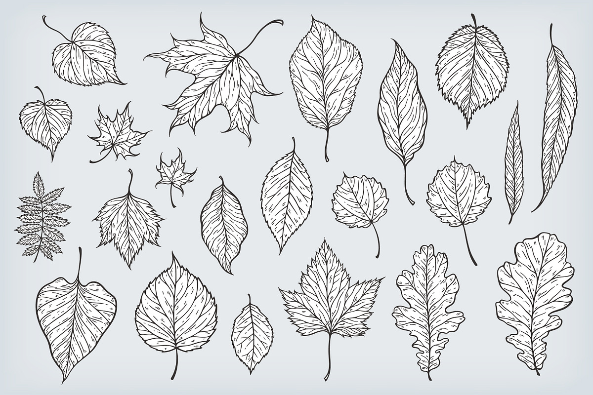Hand drawn leaves collection, a Decorative Illustration by IreneArt illustrations (Photo 2 of 4)