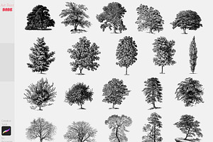 Procreate Realistic Tree Stamps