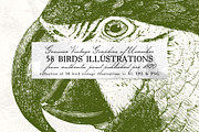 58 Birds Illustrations, an Illustration by Unember (Thumbnail 1 of 4)
