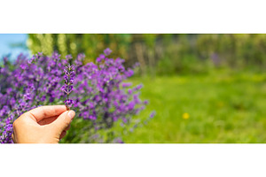 Lavender blooms in the garden, a Nature Photo by yanadjana