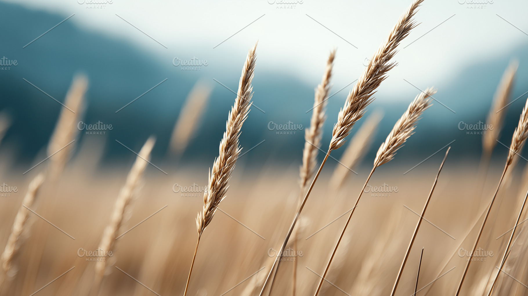 Golden wheat ears growing in a field, a Nature Photo by MistyDay