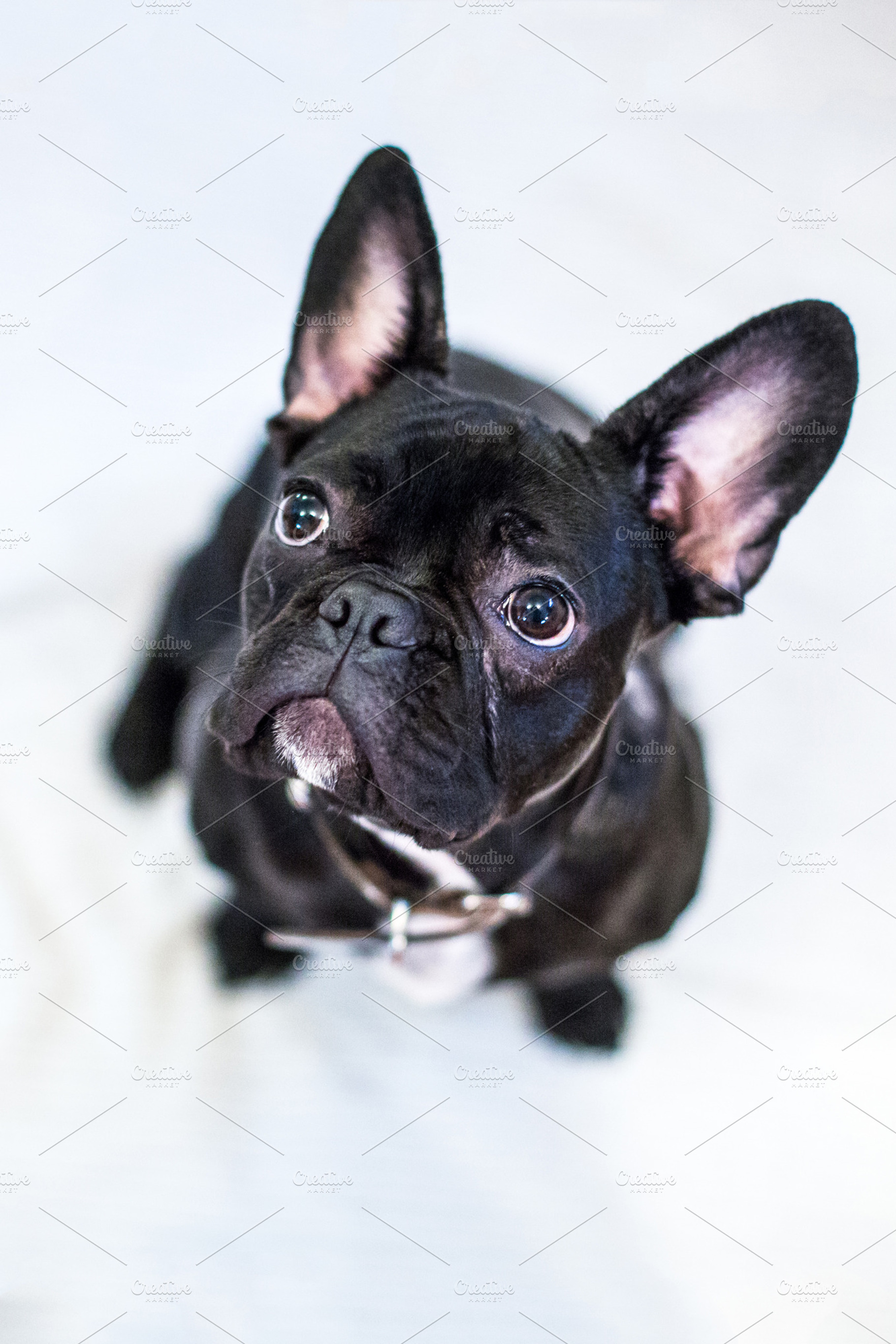 French Bulldog Stock Picture
