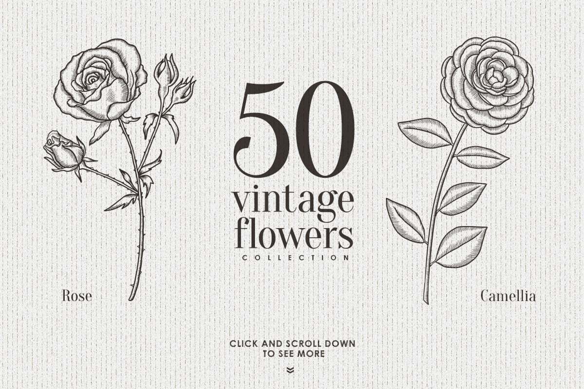 Vintage Floral Collection, a Decorative Illustration by Chelovector (Photo 2 of 5)