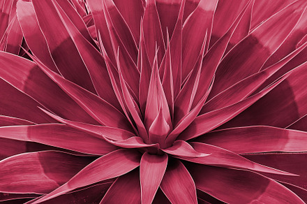Agave rosette closeup. Viva Magenta