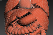 Human internal organs, a Characters & Person 3D Model by konstantin.ermolaev (Thumbnail 40 of 46)