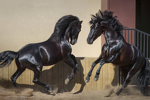 Two black Spanish horses playing