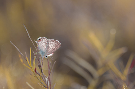 butterfly, butterfly on wild flower, an Animal Photo by roni kurniawan