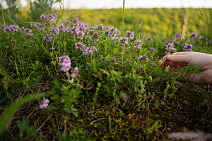 Hand picking small purple flowers from a lush green field, a Person Photo by AS photostudio