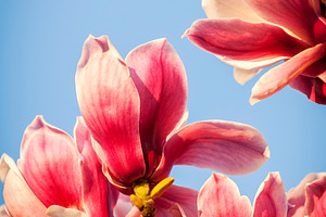 Magnolia, a Nature Photo by THP Creative