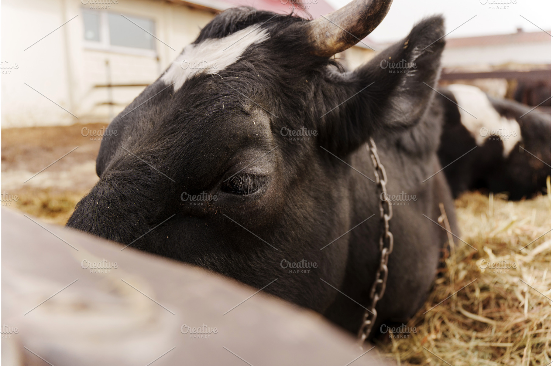 Cattle resting in a farmyard under, an Animal Photo by darksoul72