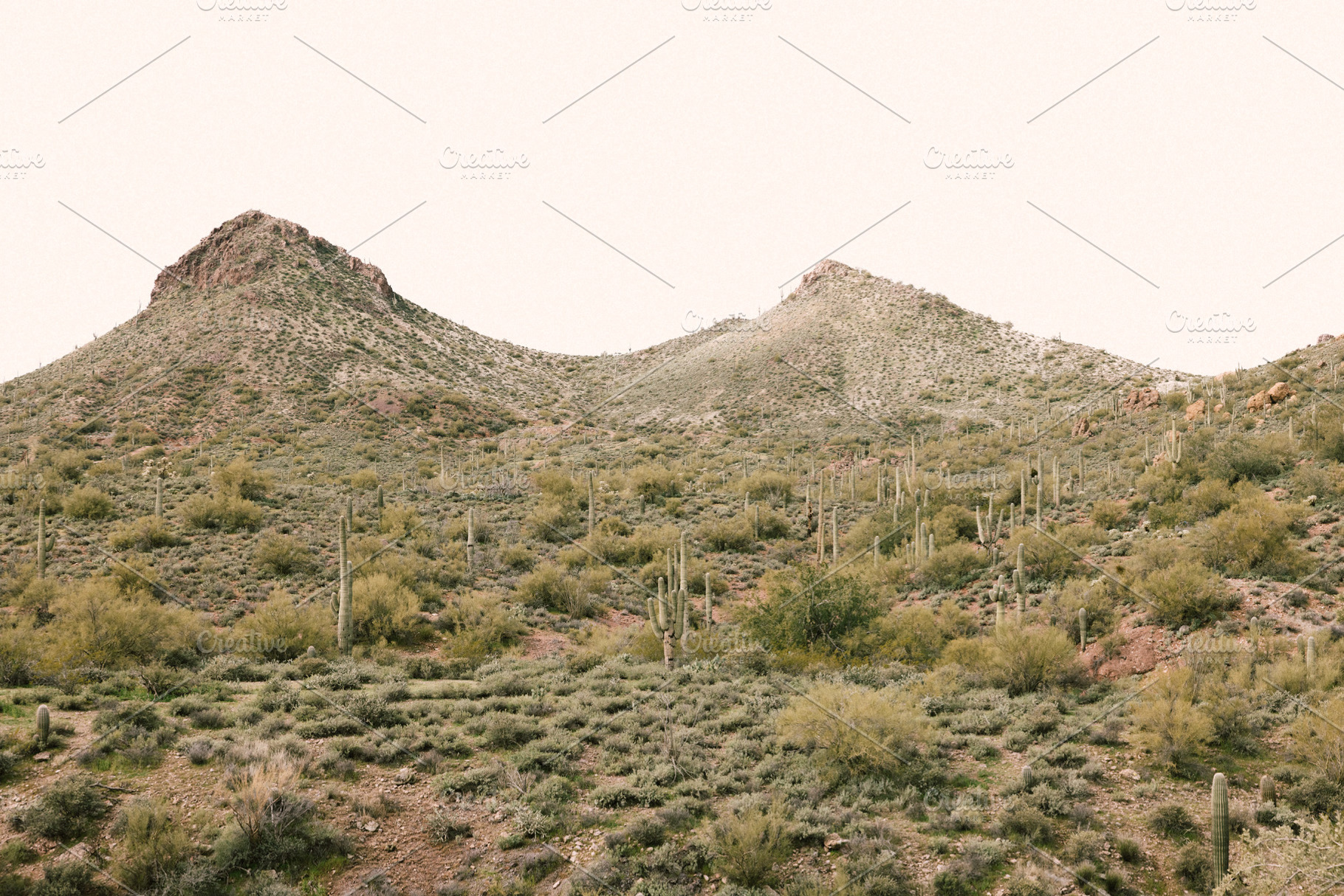 Hills of cacti, a Nature Photo by remi + tori