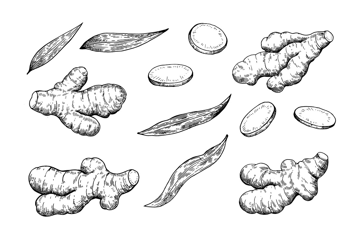 Ink illustration of ginger roots, a Food Illustration by Robusta (Photo 2 of 4)