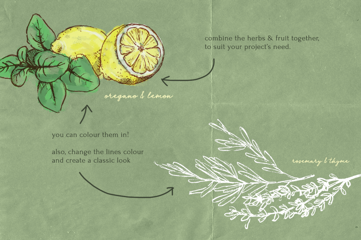 Pencil Drawing Culinary Herbs, an Illustration by elpple (Photo 5 of 6)