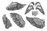 Vector Wings, an Object Graphic by Aquatinta (Thumbnail 1 of 4)