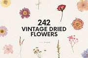 242 Vintage Dried Flowers, an Object Graphic by Ksuview (Thumbnail 1 of 11)